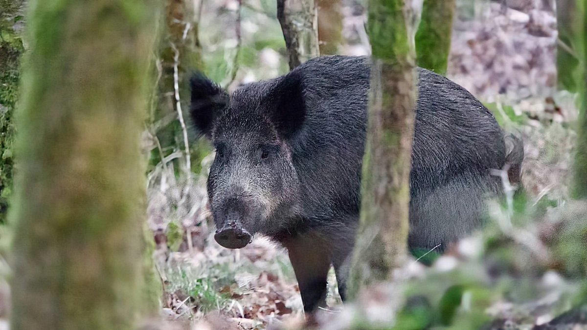 john lindsell tweet media