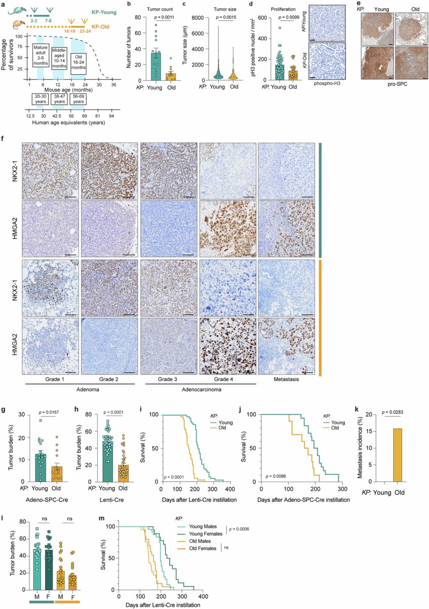 Dr. Patrick Hwu tweet media