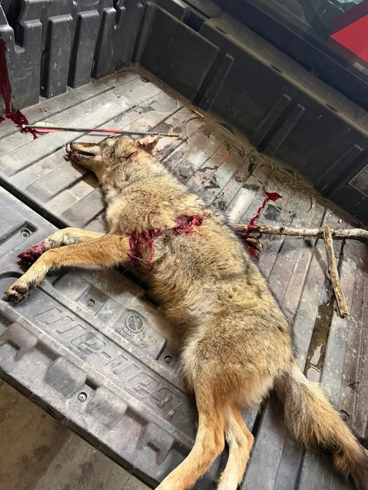 BanKillingContests tweet media