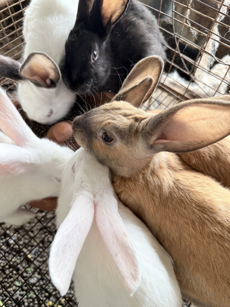 ✂️Rouκ✂️ tweet media