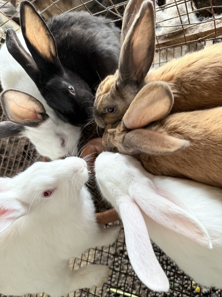 ✂️Rouκ✂️ tweet media