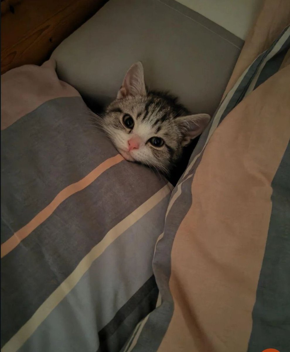 cats 🐈 tweet media