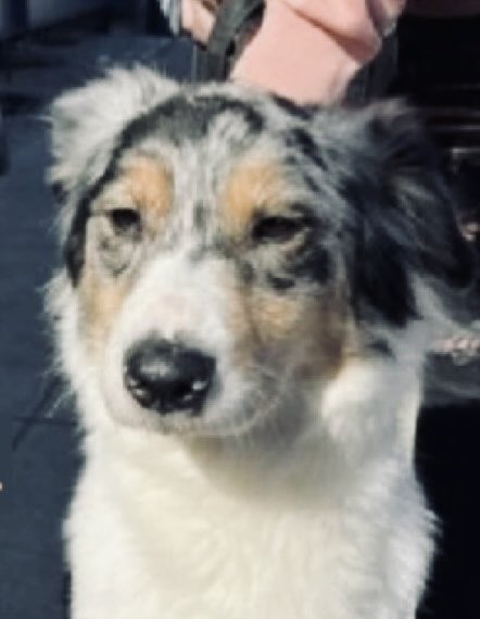 MoishesMom's tweet photo. 🆘Athena Bea 🆕 💉🎯5️⃣yrs old 🆘
This beautiful Aussie girl is crestfallen 
She’s at the Manhattan locale in NYC

🆔2️⃣4️⃣9️⃣2️⃣6️⃣2️⃣ • 2️⃣5️⃣pounds

She’s affectionate &amp; sweet, deserves a ♥️ 🏡 with a loyal👩👨 Will 🫵🏻 help

DM @notthesameone2 to Adopt or Foster this crestfallen girl https://t.co/ChB6aaxZUj