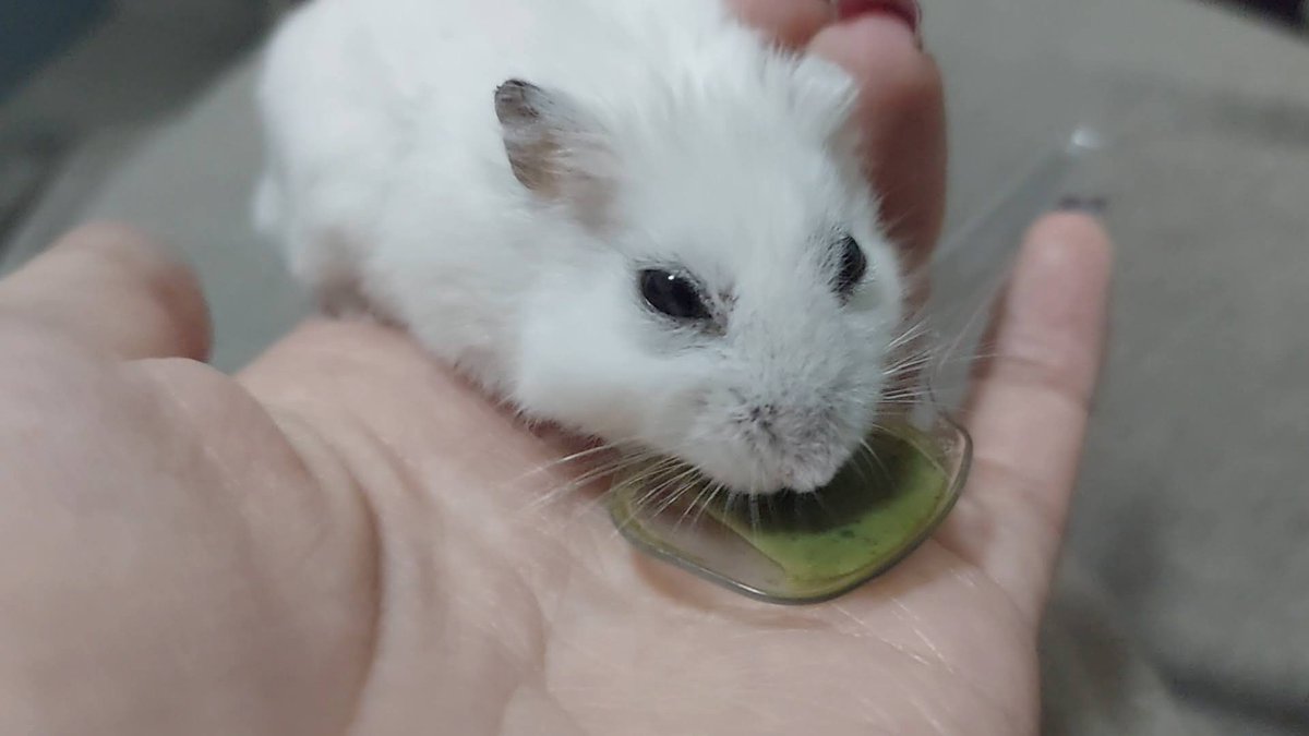 一般社団法人 ハムメディア tweet media