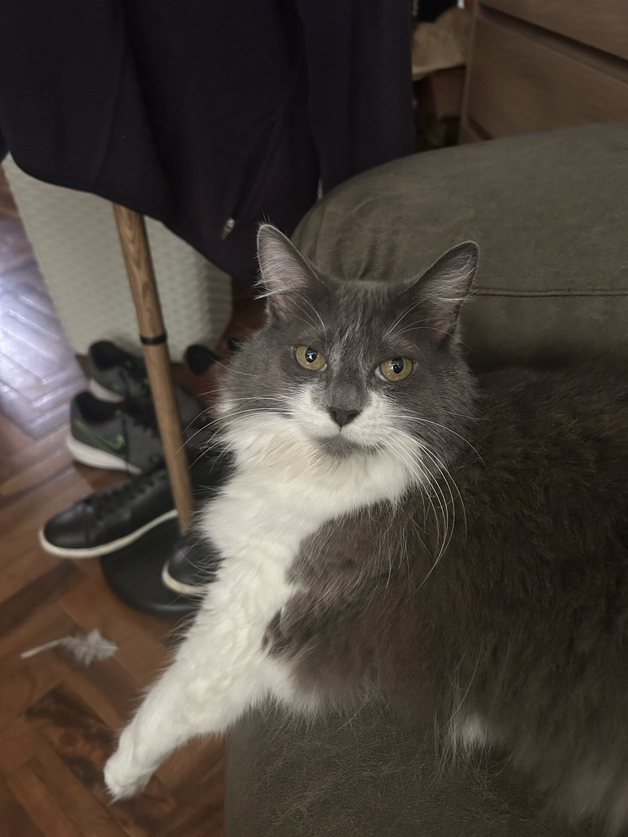 𝙲𝚊𝚛𝚘𝚕𝚒𝚗𝚎 tweet media