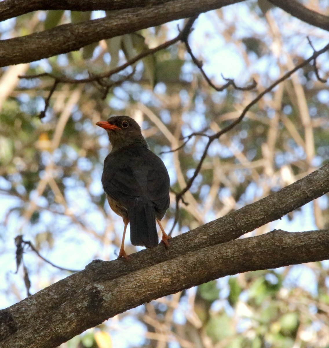 BirdmanKenyan's tweet photo. Olive Thrush, Nairobi, Kenya. #BirdsSeenIn2026 https://t.co/ycm1MTQCQd