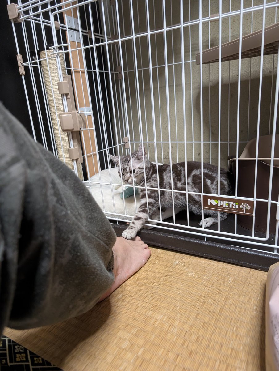 トンピ～ tweet media