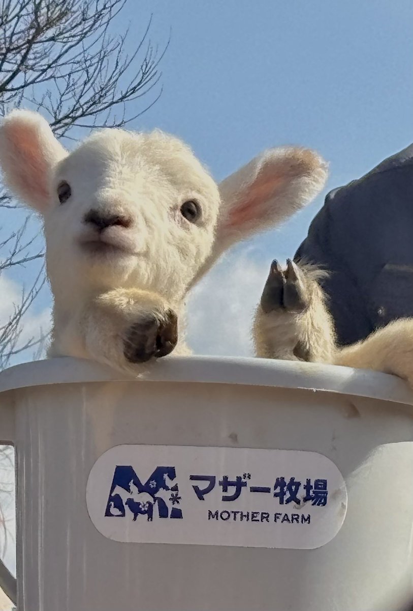 🧁𝙢𝙚𝙯𝙯𝙤 (めぞ)🍪 tweet media