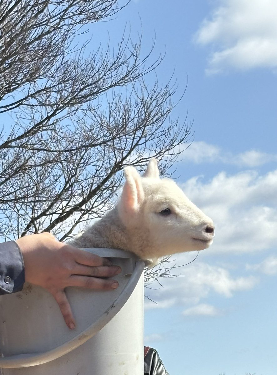 🧁𝙢𝙚𝙯𝙯𝙤 (めぞ)🍪 tweet media