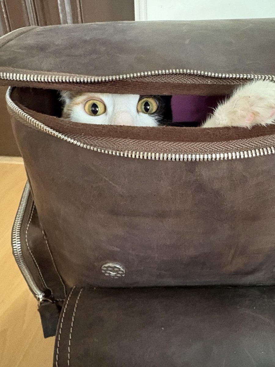 تَیاب tweet media