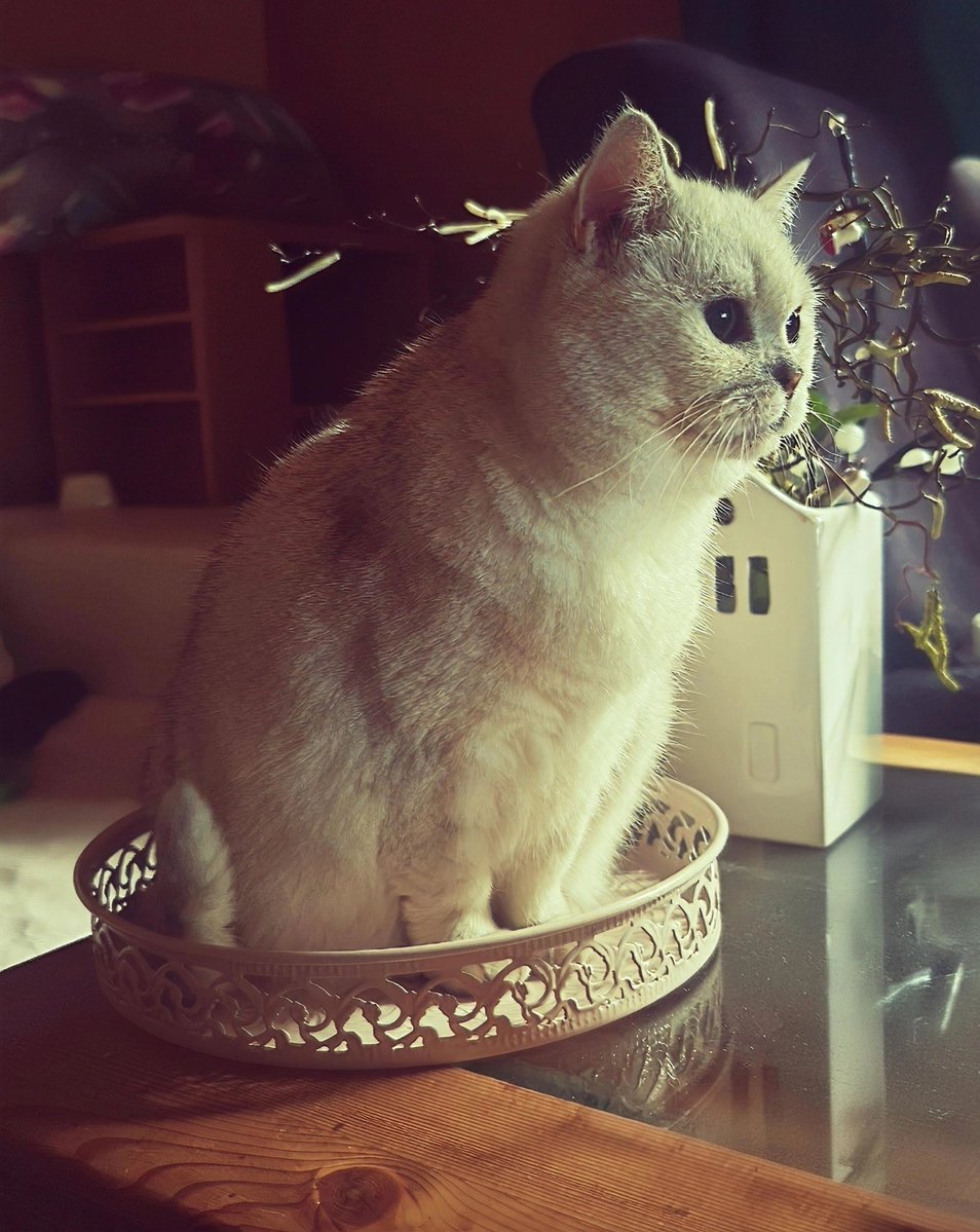 Fasten Hansi tweet media