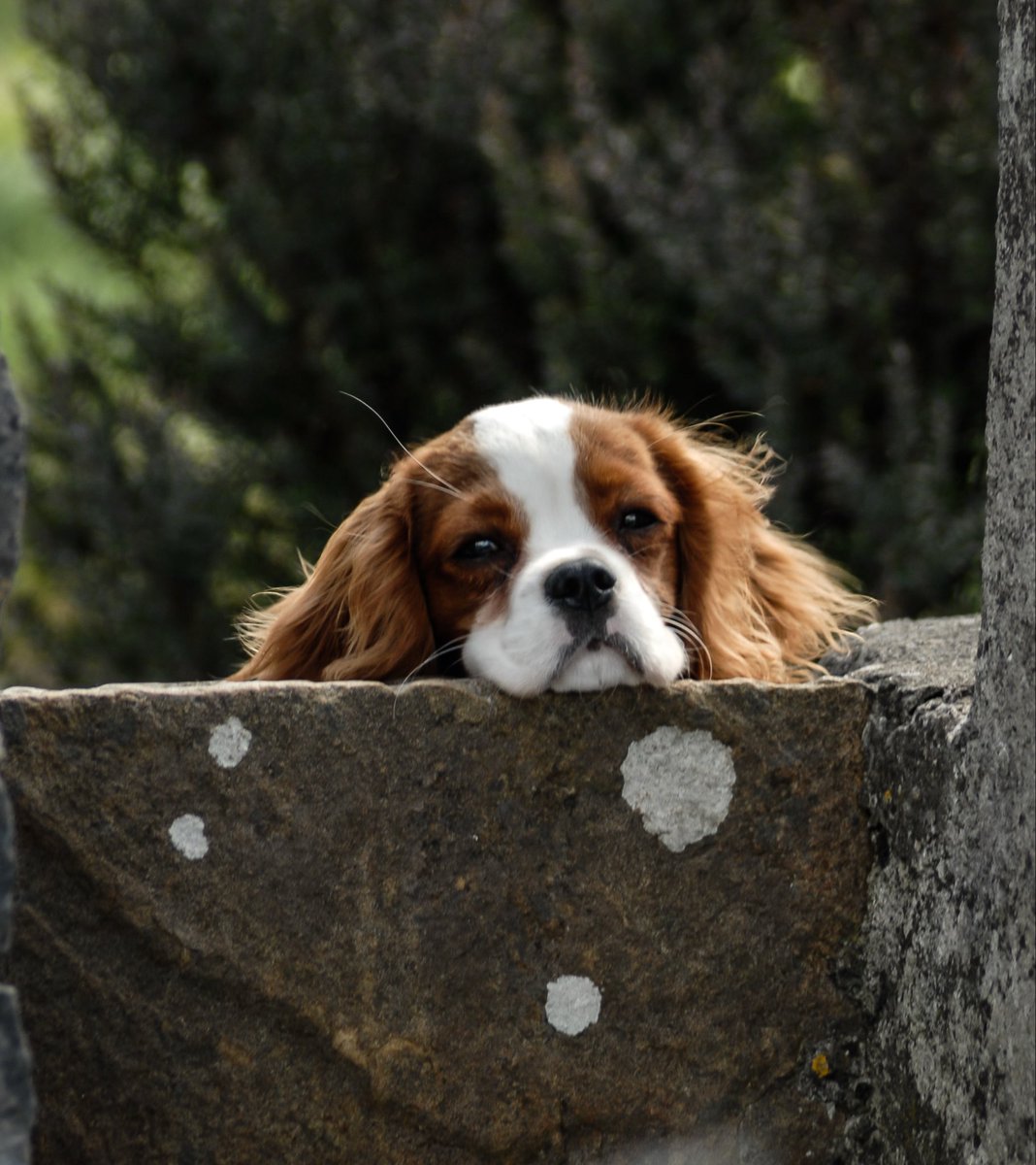 Pat Comer tweet media