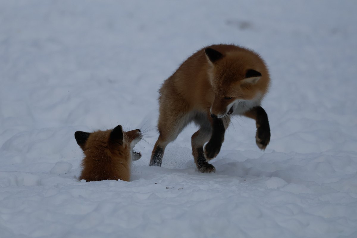 しだぬ tweet media