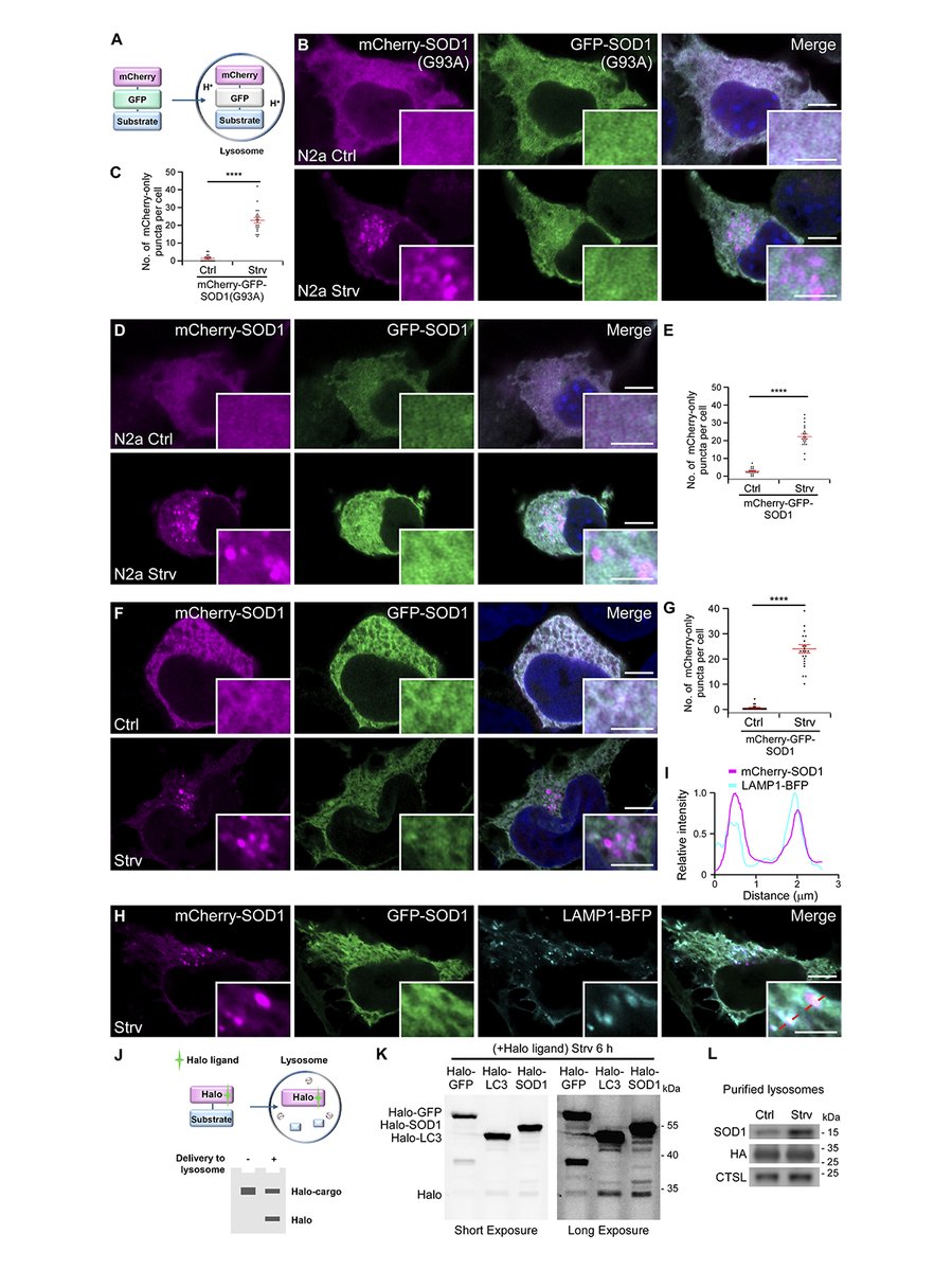 Journal of Cell Biology tweet media