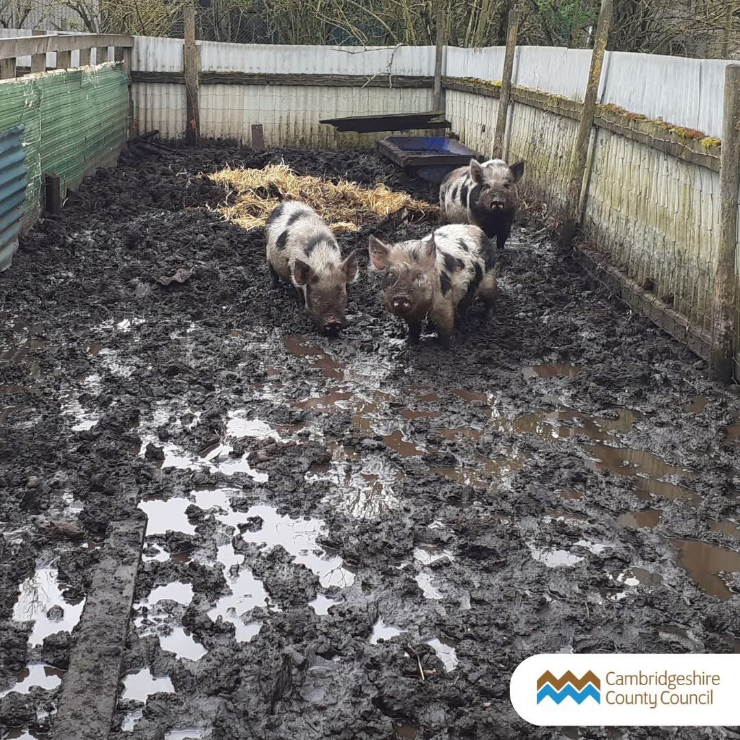 🚨 CONVICTED: Cambridgeshire Animal Keeper Convicted After Pigs and Birds Kept in Filthy Conditions 

Wendy Davies, 75, of Isleham in Cambridgeshire has been convicted of multiple animal welfare and disease control offences after pigs and poultry were found living in filthy,