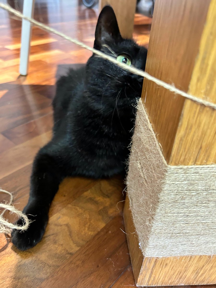 حمدي السيد tweet media