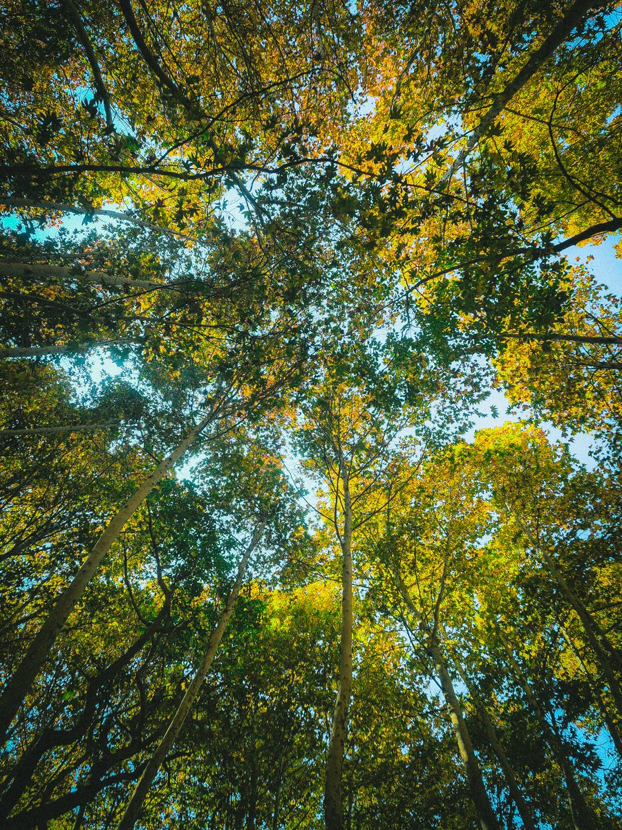 میم الف tweet media