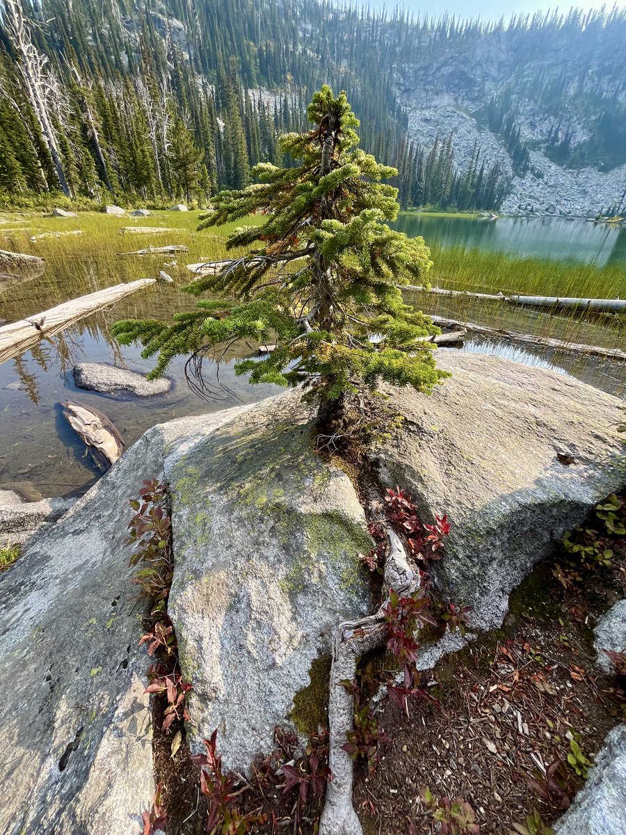 Cheryl ☕️🐈 🏕 🎼 tweet media