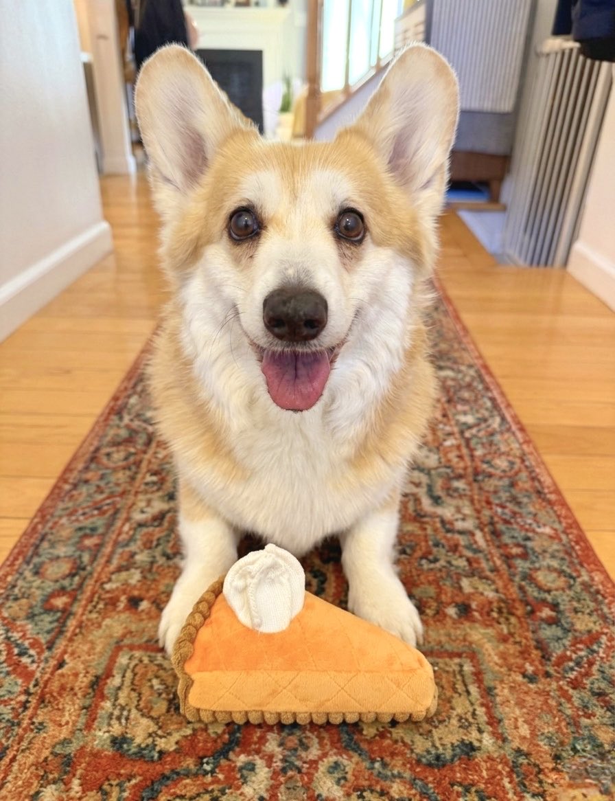 Lilo the Welsh Corgi tweet media