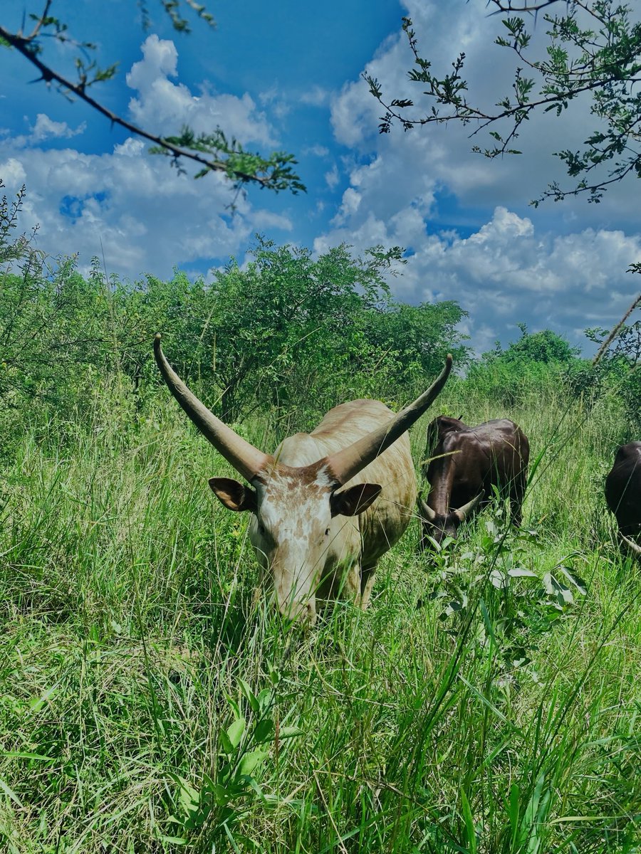 isaac omugina tweet media