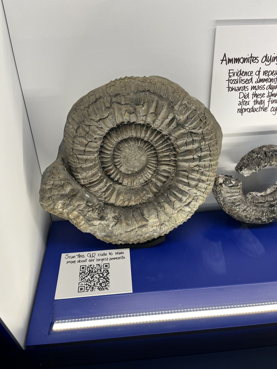 mark17849532's tweet photo. Simmering fossil museum https://t.co/cY2zglRlKl