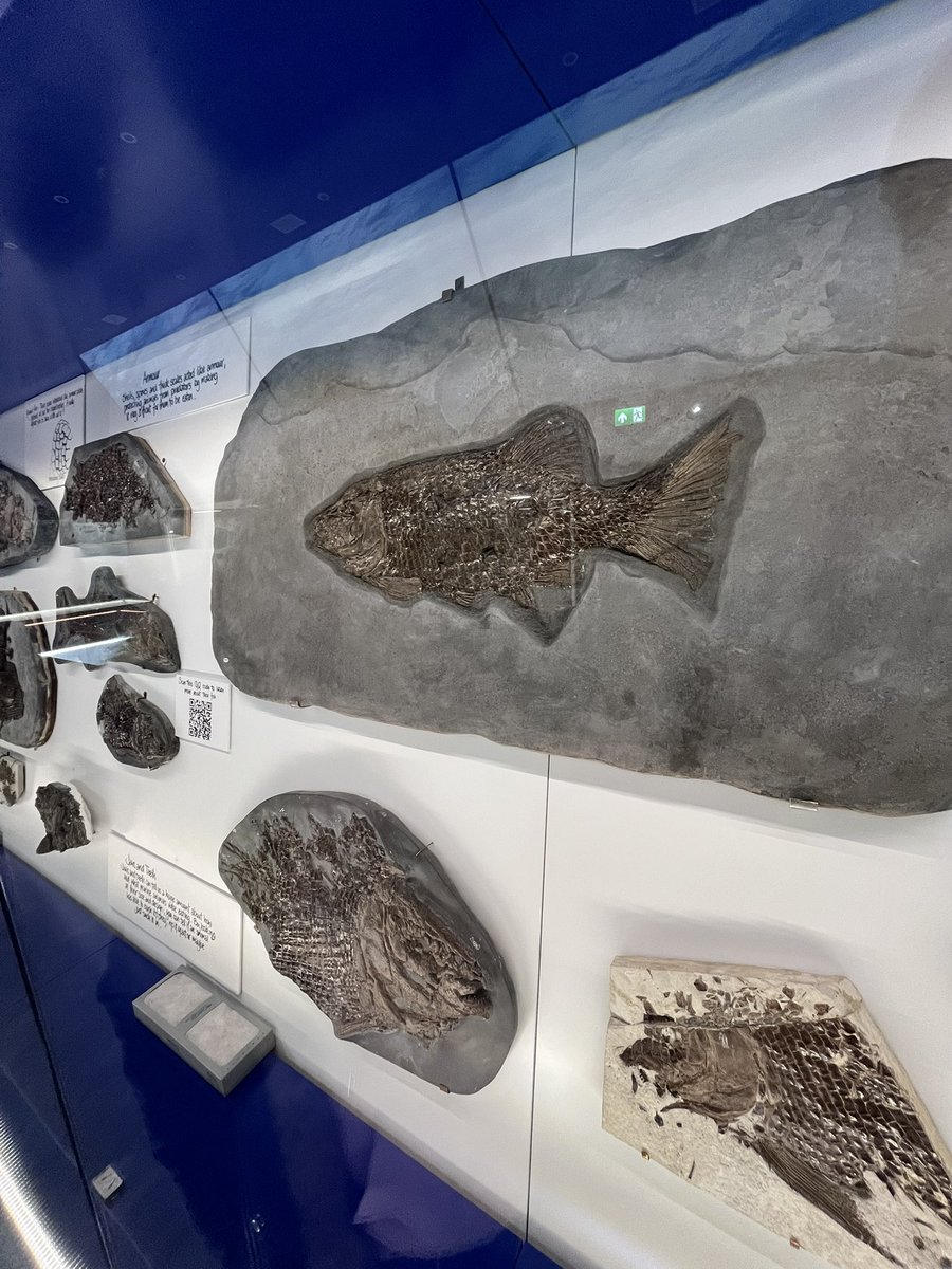 mark17849532's tweet photo. Simmering fossil museum https://t.co/cY2zglRlKl