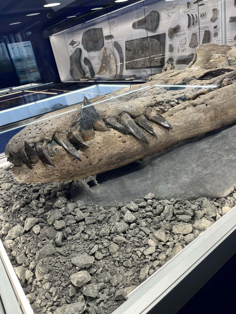 mark17849532's tweet photo. Simmering fossil museum https://t.co/cY2zglRlKl
