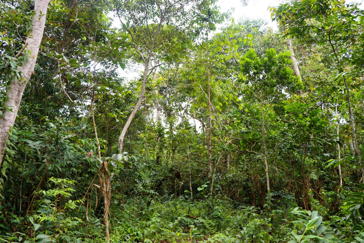 James_TheFORESTER🌱 tweet media