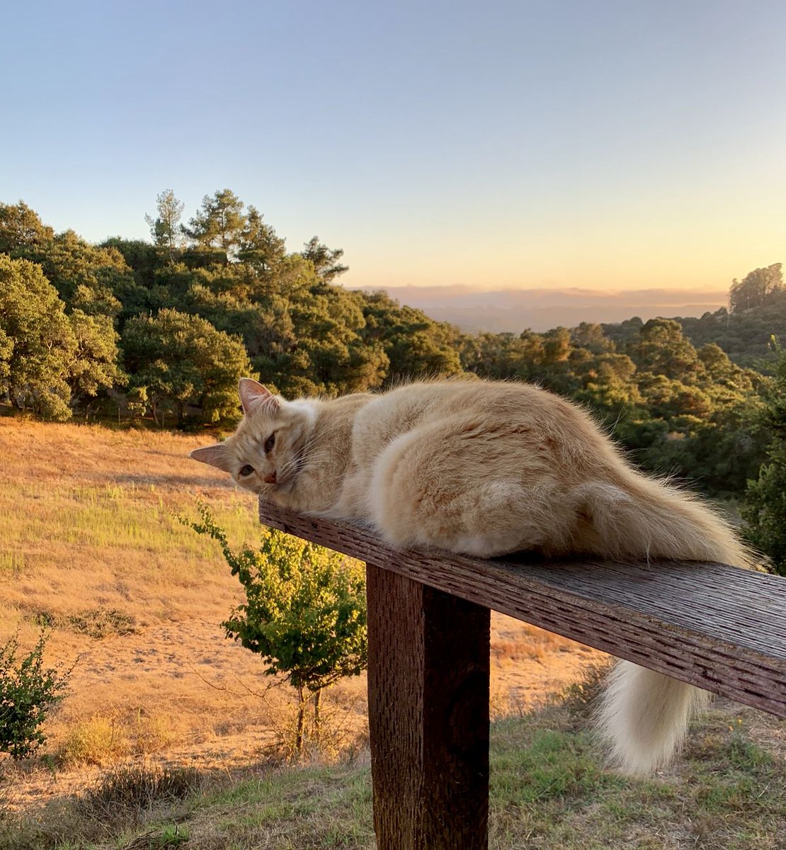 OnlyCatsTop's tweet photo. https://t.co/qDEwNNbO2s