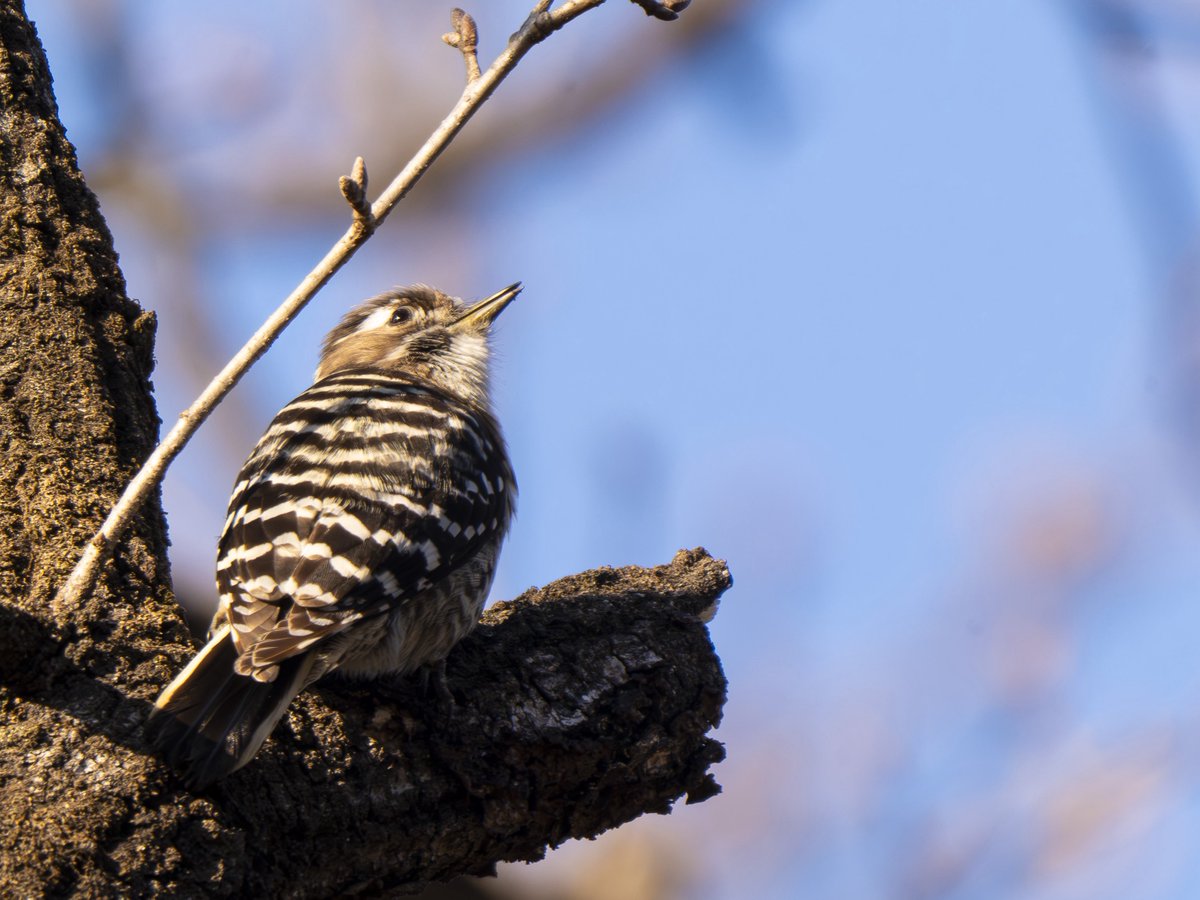 masapso2dqx's tweet photo. 今日はカメラ練習を兼ねてのんびり野鳥撮影に📸
野鳥の撮影は、被写体探しも撮影もレタッチも凄く良い練習になります😊
何より撮ってて楽しいです📸
今日は可愛いコゲラが出迎えてくれました😊

#カメラ好きと繋がりたい
#写真好きと繋がりたい
#コゲラ
#野鳥
#野鳥撮影 https://t.co/3EG9f64L8l