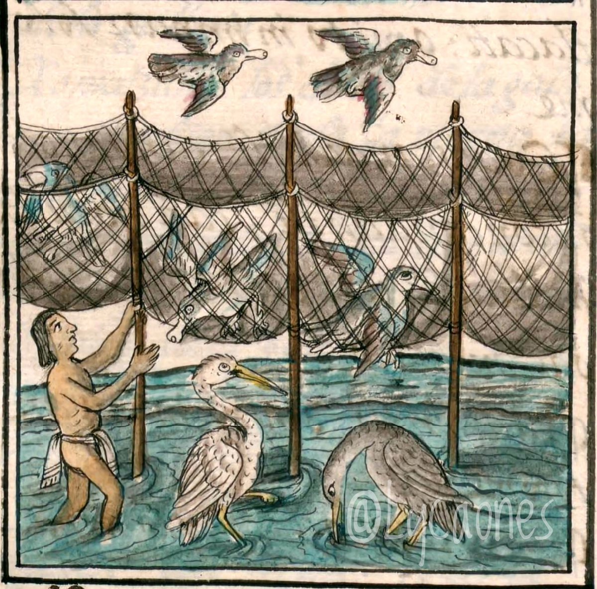 Lycaon ࿓ tweet media