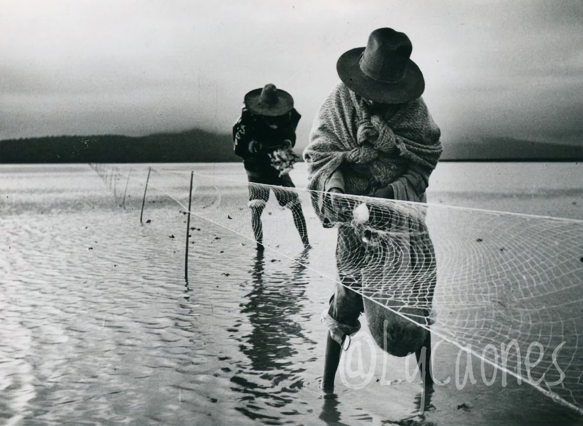 Lycaon ࿓ tweet media