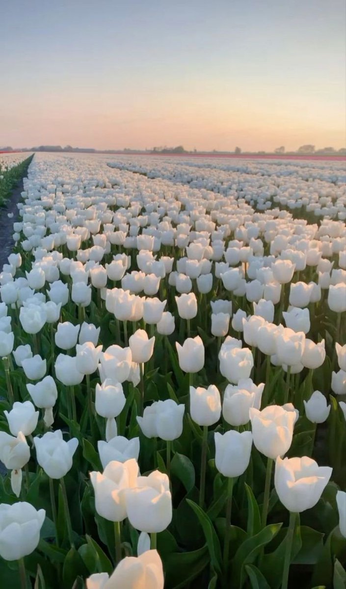 tutututututulip's tweet photo. https://t.co/YUlssw2TIL