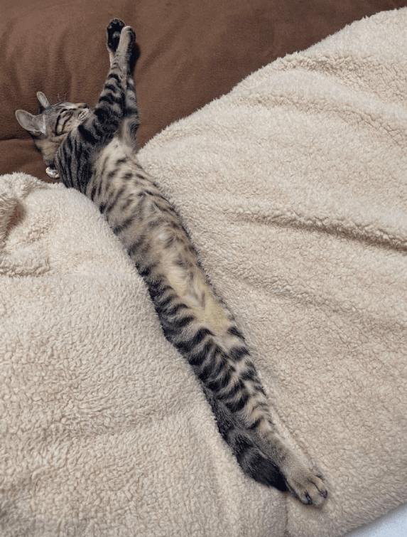 mayank01869402's tweet photo. "Folding laundry while my cat steals the warm socks  Who’s really in charge here  #HouseholdMoments #CatLife" https://t.co/zvj2jHfbAR