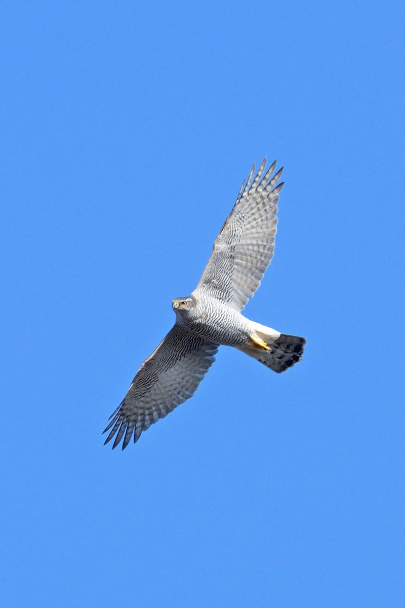 Rob Holmes tweet media