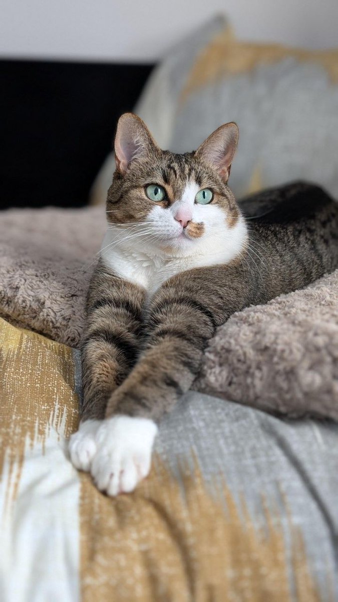 OnlyCats tweet media