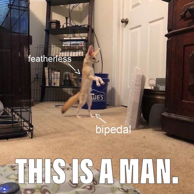 Fennec Every Hour! (@fenneceveryhr) on Twitter photo 