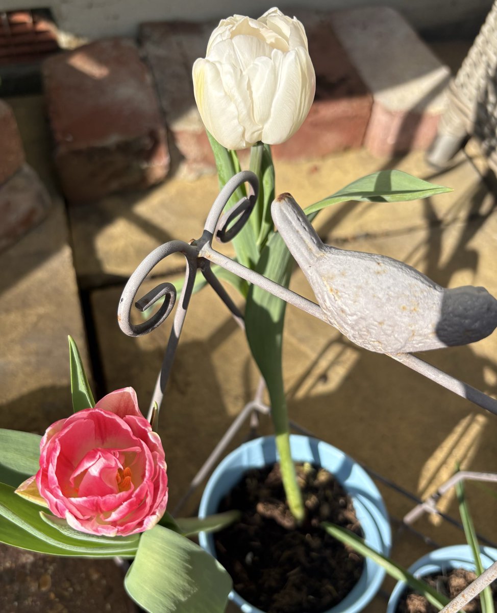 Harriet Spoor tweet media