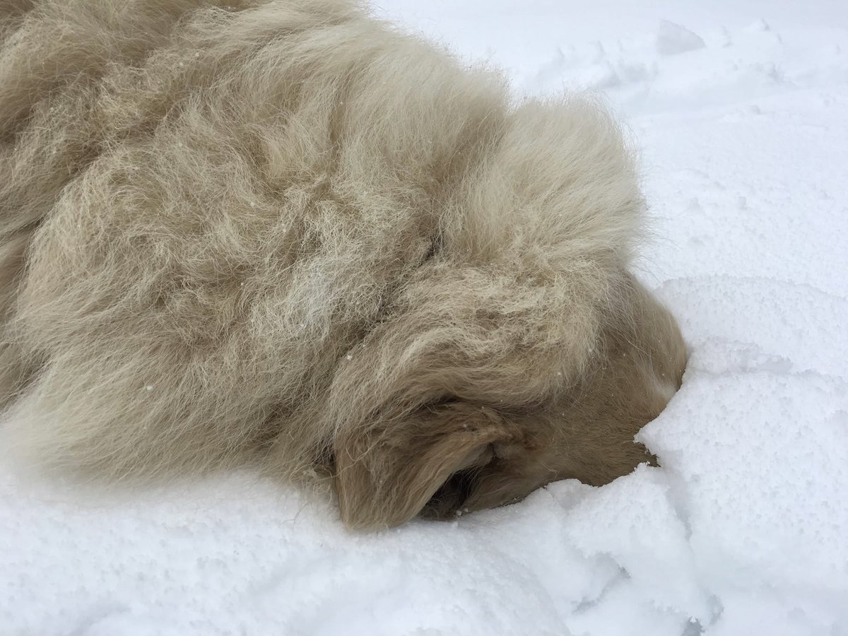 Bryan Marquard tweet media