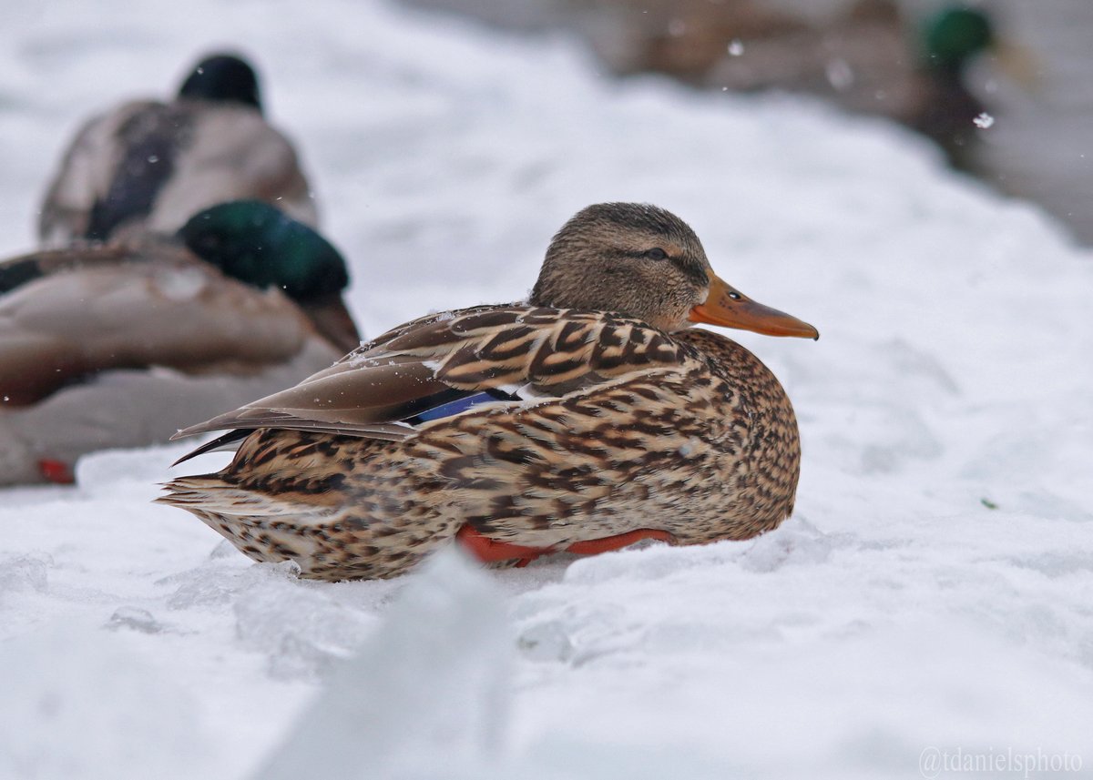 Terry Hlywka tweet media