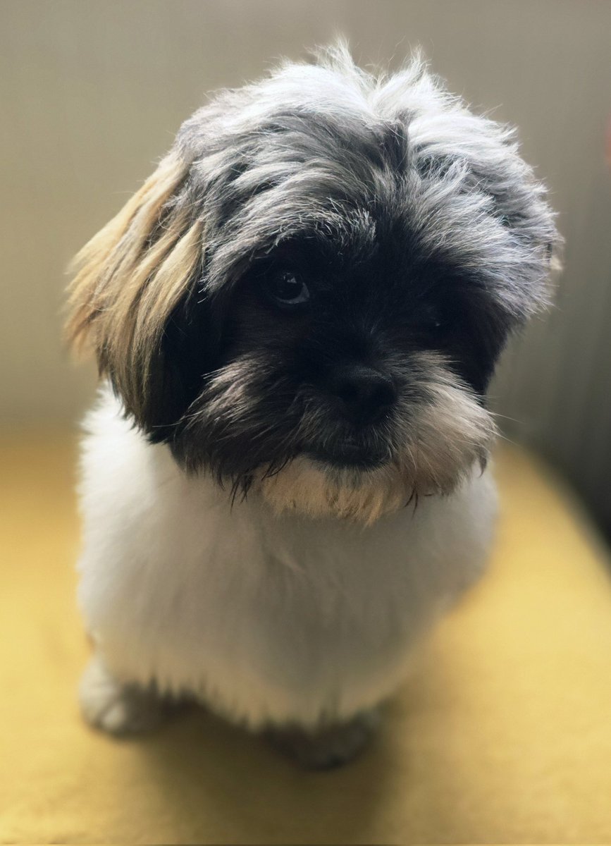 MarkRJones1970's tweet image. Willow's been to the salon today. Here's 2 before &amp;amp; after shots #Dog #MansBestFriend