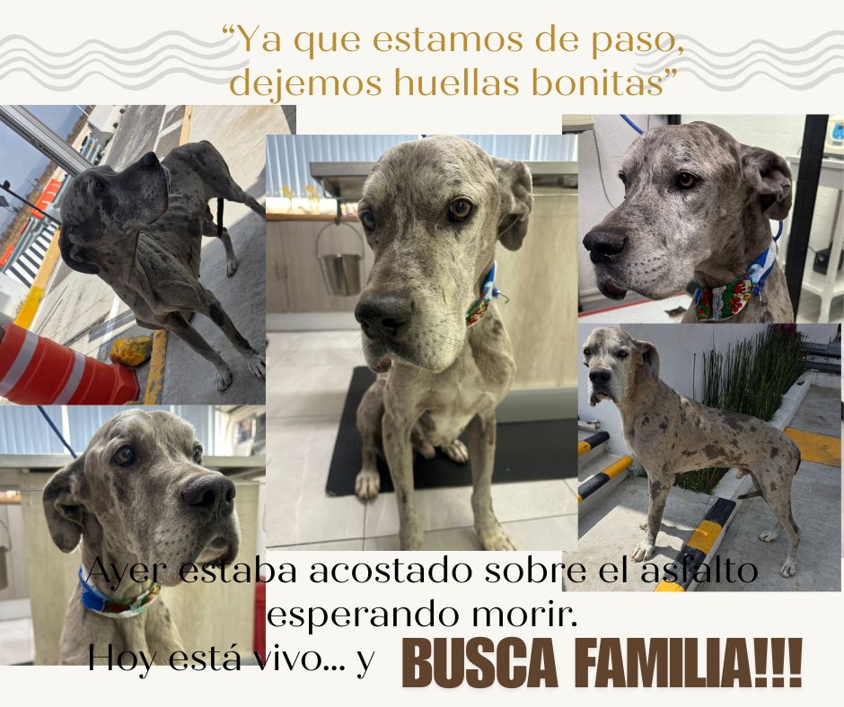Ayer este gran danés se sentó frente a mi coche en una caseta de peaje. Estaba desnutrido y con una mirada que suplicaba ayuda.
Horas después seguía ahí. No pude dejarlo.
Hoy está a salvo. Lo llamamos Patrick.
Ahora busca una familia que lo ame.
Ayudame a encontrarle un hogar.