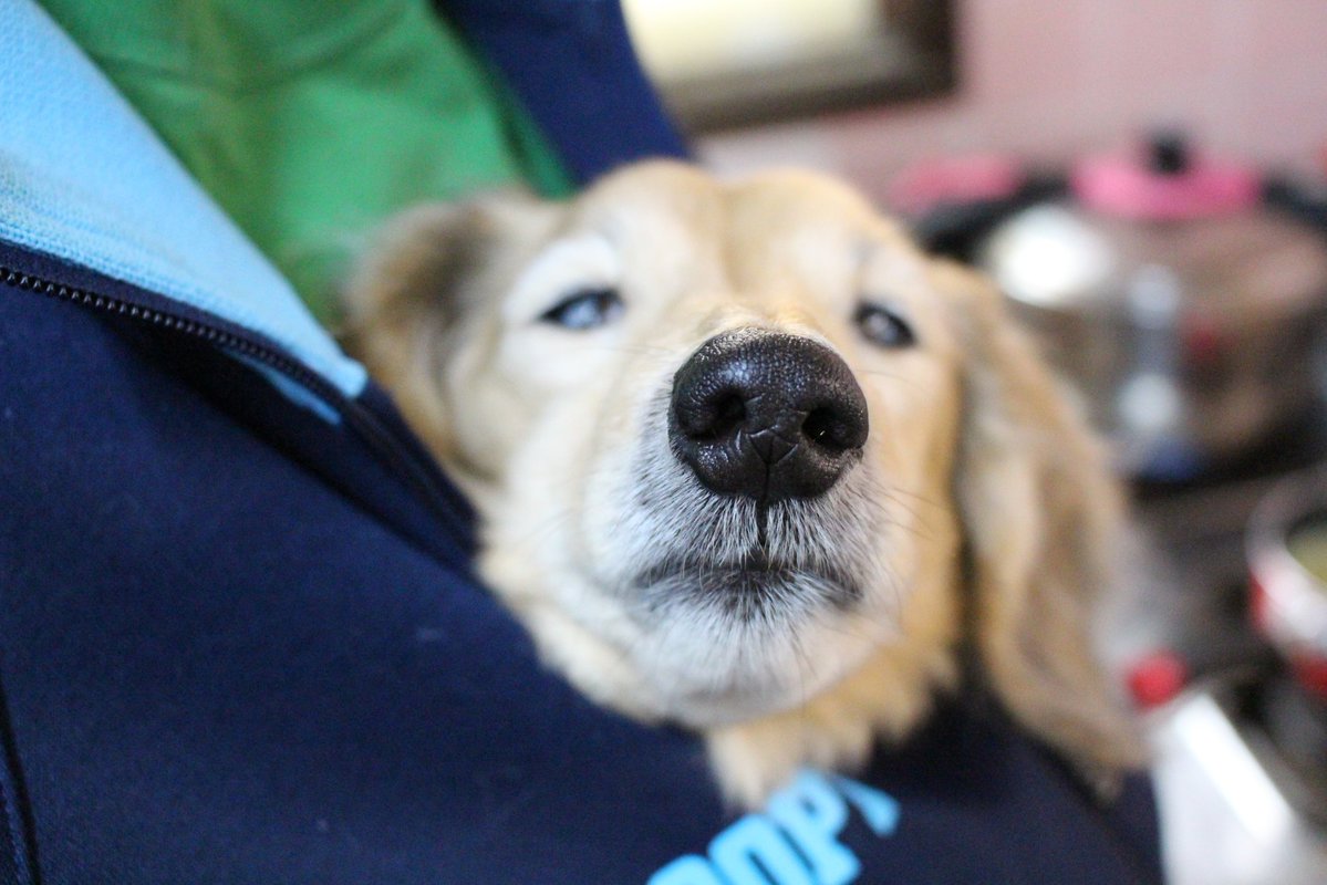 ようたん tweet media