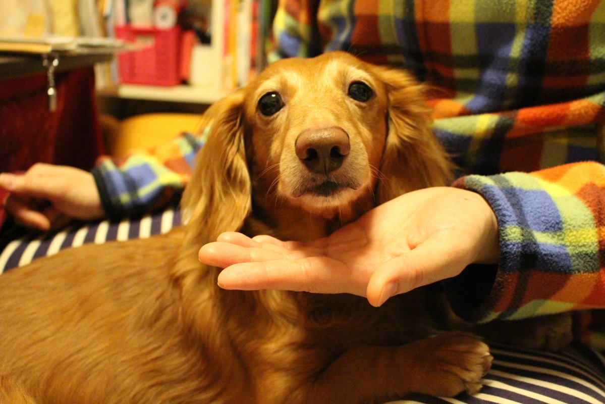 ようたん tweet media