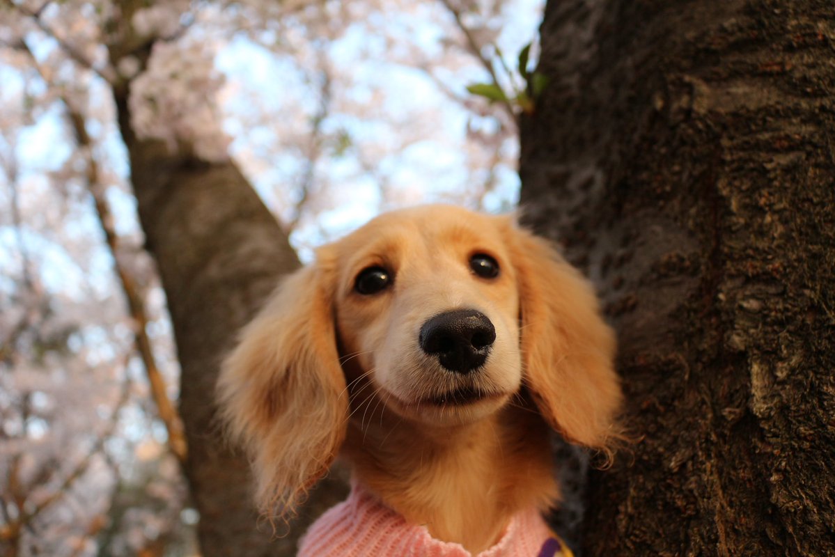 ようたん tweet media