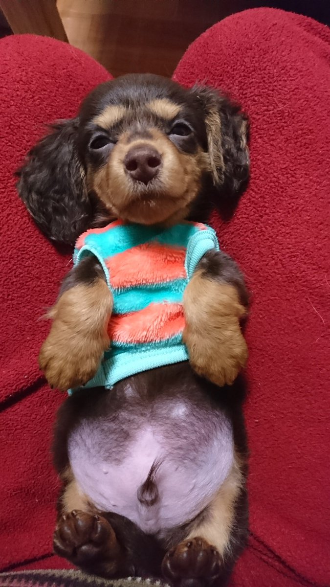 ようたん tweet media