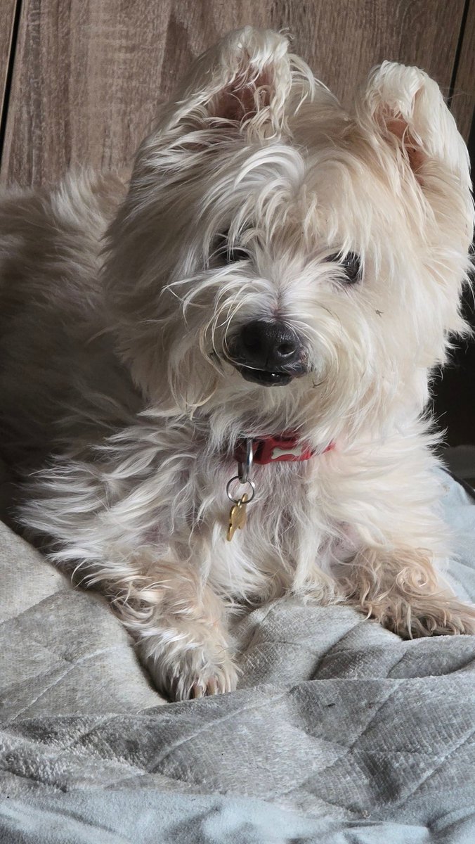 Maisie the Rescue Dog tweet media