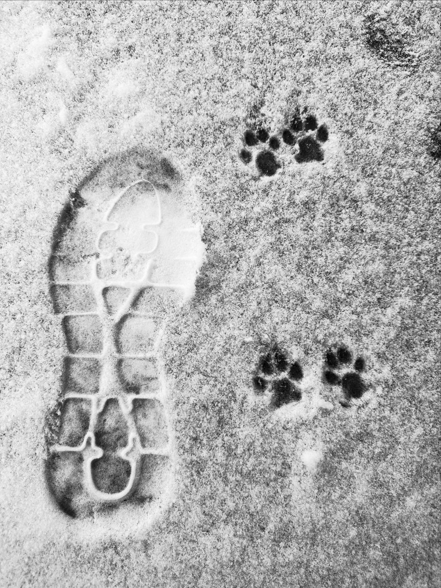 Stefano Di Lollo 𝕏 tweet media