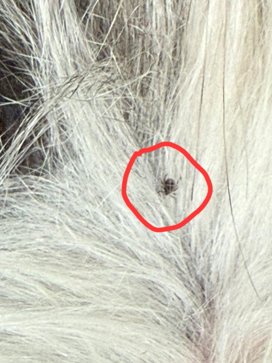 jenny93076468's tweet image. Today's cold walk up the river west of the Linn o' Dee with snow flurries along the way. Young pup came home with a hitchhiker 😱 #ticks #dogs