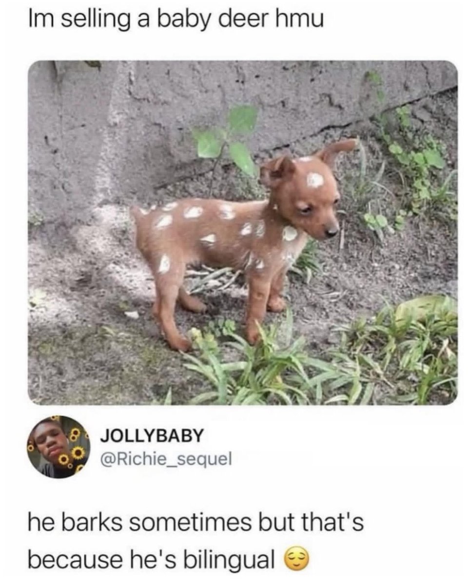 Puppies 🐶 (@puppiesiover) on Twitter photo 